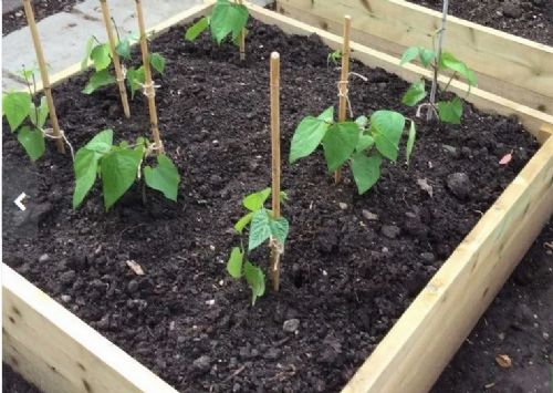 Standard Wooden Raised bed